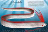 Das groβe Buch der Seetiere. Das kleine Buch der Seetiere von Cristina Banfi und Francesca Cosanti_White Star Verlag_Seitenansicht_05