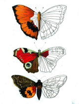 Flatterlinge_Malen und Zeichnen mit Carll Cneut_Bohem Press_Innenansicht02