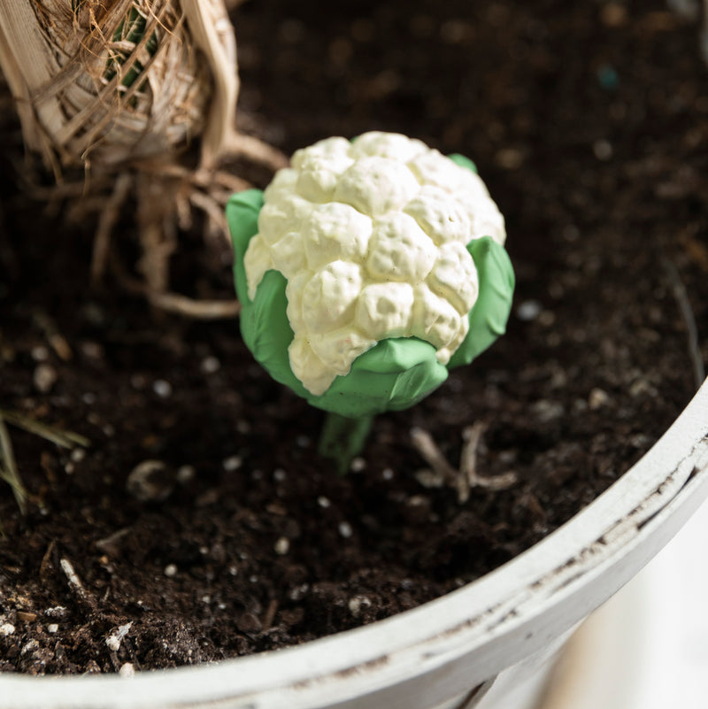 Blumenkohl Rassel und Beissring von Oli & Carol in Blumentopf