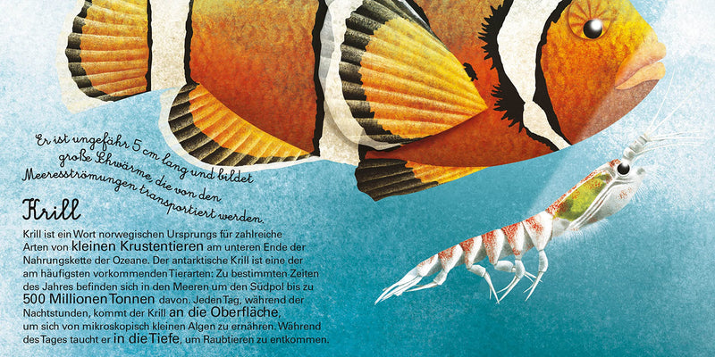 Das groβe Buch der Seetiere. Das kleine Buch der Seetiere von Cristina Banfi und Francesca Cosanti_White Star Verlag_Seitenansicht_09