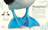 Wundervolle Welt der Vögel von Ben Hoare_D Verlag_Seitenansicht02
