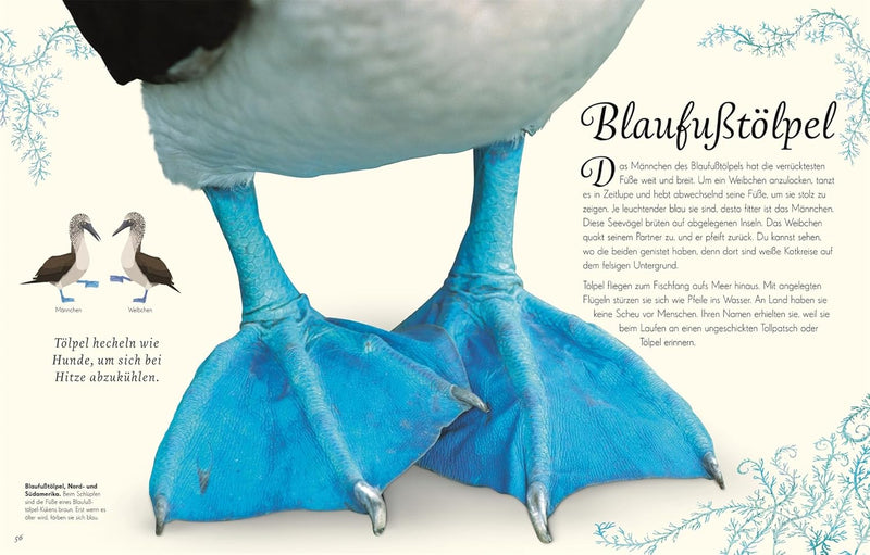 Wundervolle Welt der Vögel von Ben Hoare_D Verlag_Seitenansicht02