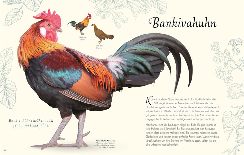 Wundervolle Welt der Vögel von Ben Hoare_D Verlag_Seitenansicht03