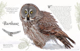 Wundervolle Welt der Vögel von Ben Hoare_D Verlag_Seitenansicht04