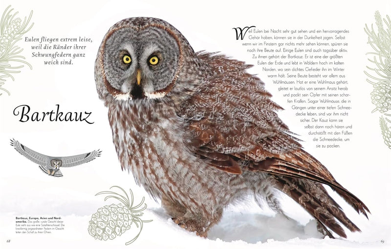 Wundervolle Welt der Vögel von Ben Hoare_D Verlag_Seitenansicht04