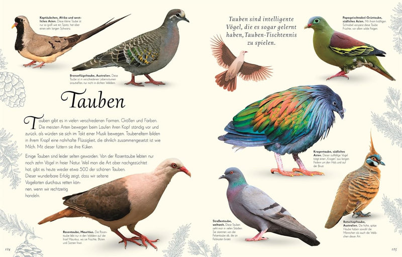 Wundervolle Welt der Vögel von Ben Hoare_D Verlag_Seitenansicht05