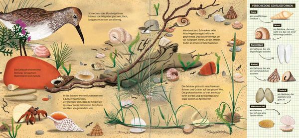 Sachbilderbuch "Schau dich um in der Natur - Das Meer" von Moira Butterfield und Jesús Verona_Penguin Junior_Seitenansicht 2